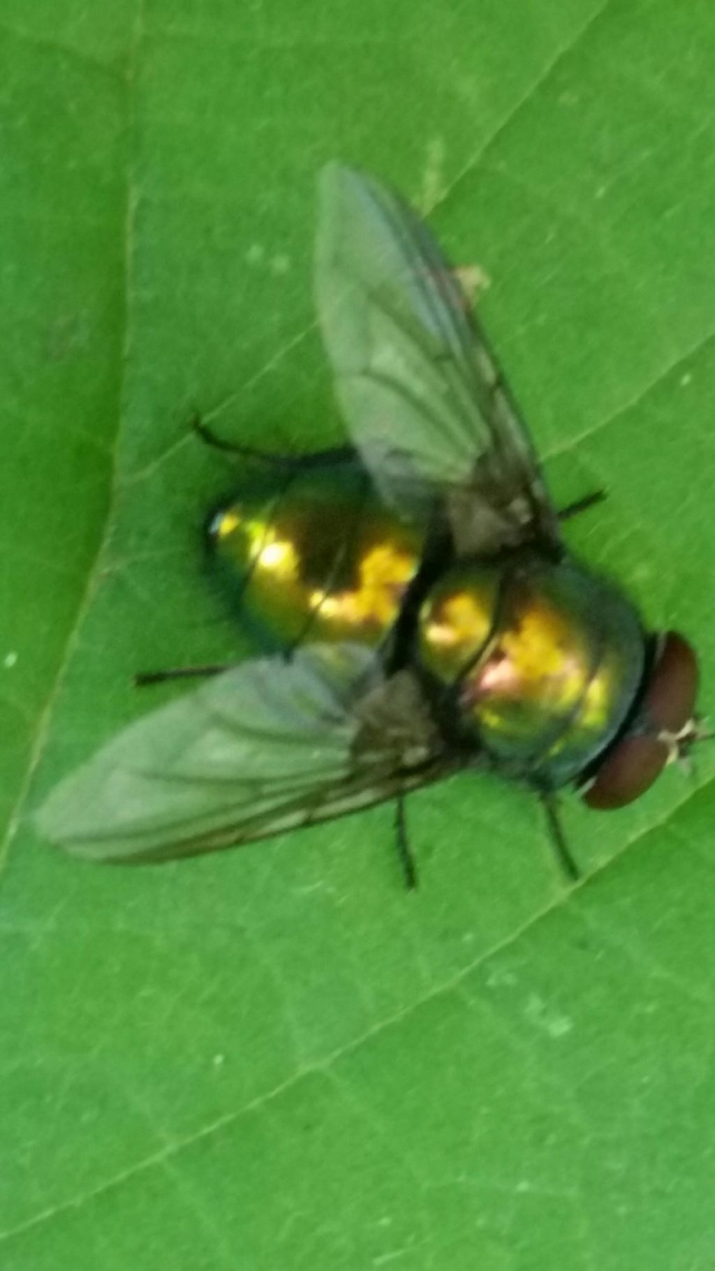 Lucilia caesar ♂ (Calliphoridae)